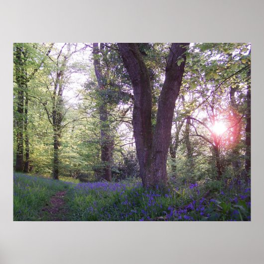 Bluebell Walk Poster (Voorkant)