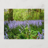 BLUEBELL WOOD ~ BRIEFKAART (Voorkant)