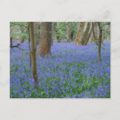 Bluebell Wood Briefkaart (Voorkant)