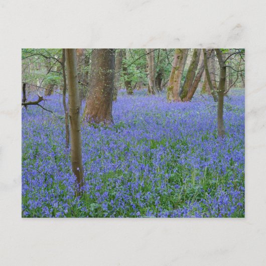 Bluebell Wood Briefkaart (Voorkant)