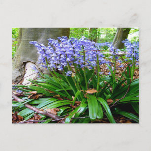 BLUEBELL WOOD ~ Briefkaart # 5