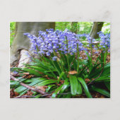BLUEBELL WOOD ~ Briefkaart # 5 (Voorkant)