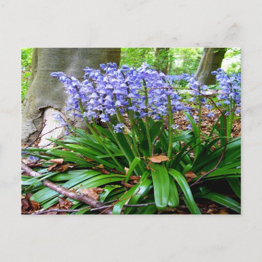 BLUEBELL WOOD ~ Briefkaart # 5 (Voorkant)