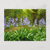 BLUEBELL WOOD ~ Briefkaart # 5 (Voorkant)