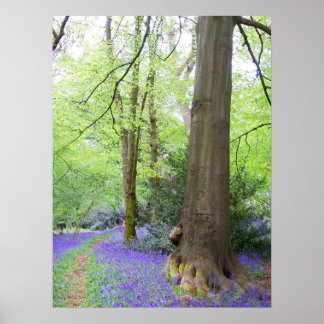 Bluebell wood poster