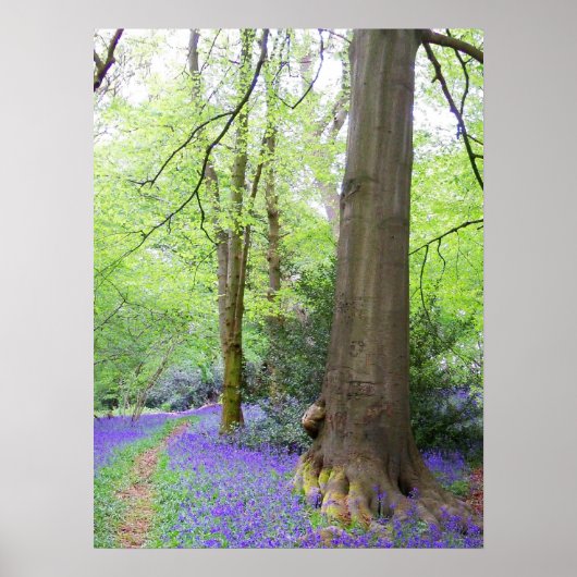 Bluebell wood poster (Voorkant)