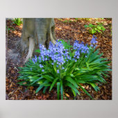 BLUEBELL WOOD ~ Poster # 10 (Voorkant)