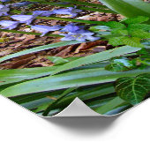 BLUEBELL WOOD ~ Poster # 2 (Hoek)