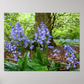 BLUEBELL WOOD ~ Poster # 2 (Voorkant)