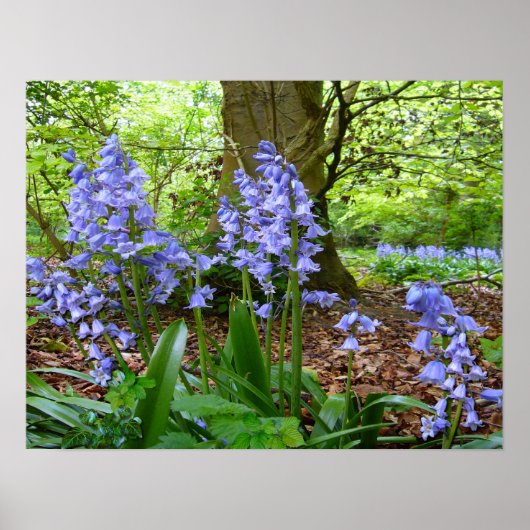 BLUEBELL WOOD ~ Poster # 2 (Voorkant)