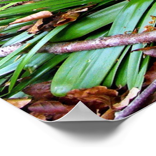 BLUEBELL WOOD ~ Poster # 6 (Hoek)