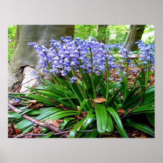 BLUEBELL WOOD ~ Poster # 6 (Voorkant)