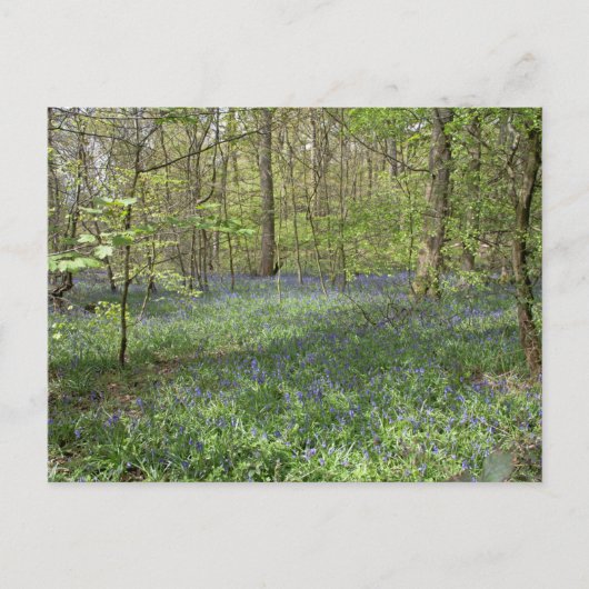 Bluebell Wood Poynton Cheshire Briefkaart (Voorkant)
