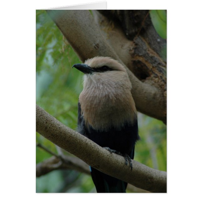 Bluebellied Roller (Voorkant)