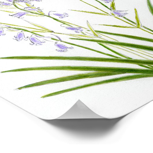 Bluebells and Stitchwort Poster (Hoek)
