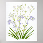 Bluebells and Stitchwort Poster (Voorkant)