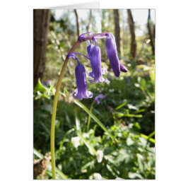 Bluebells Blank Note Kaart