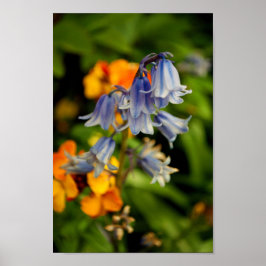 Bluebells Bluebell Spring Flowers Hyacinthoides Poster