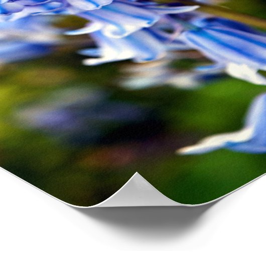 Bluebells Bluebell Spring Flowers Poster (Hoek)