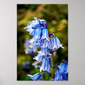 Bluebells Bluebell Spring Flowers Poster (Voorkant)