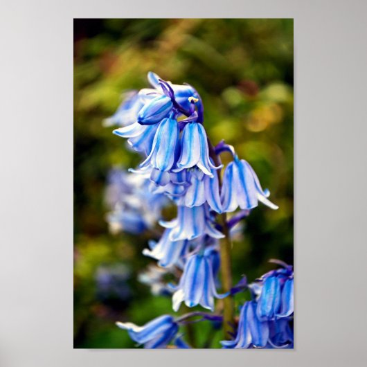 Bluebells Bluebell Spring Flowers Poster (Voorkant)