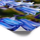 Bluebells Bluebell Spring Flowers Poster (Hoek)