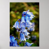 Bluebells Bluebell Spring Flowers Poster (Voorkant)
