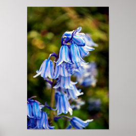 Bluebells Bluebell Spring Flowers Poster