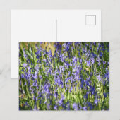 Bluebells Briefkaart (Voorkant / Achterkant)