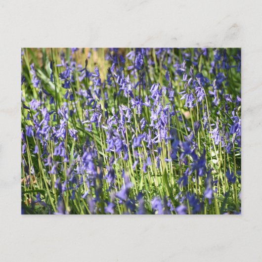 Bluebells Briefkaart (Voorkant)