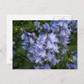Bluebells Briefkaart (Voorkant / Achterkant)