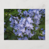 Bluebells Briefkaart (Voorkant)