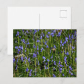 Bluebells Briefkaart (Voorkant / Achterkant)