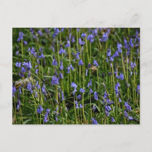 Bluebells Briefkaart (Voorkant)