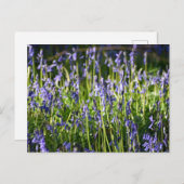 Bluebells Briefkaart (Voorkant / Achterkant)