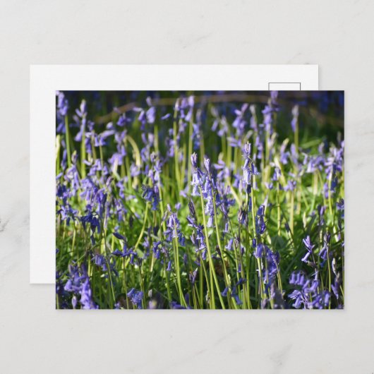 Bluebells Briefkaart (Voorkant / Achterkant)