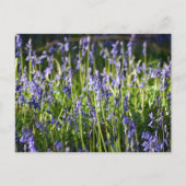 Bluebells Briefkaart (Voorkant)
