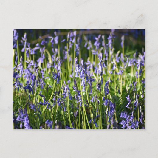 Bluebells Briefkaart (Voorkant)