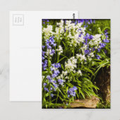Bluebells Briefkaart (Voorkant / Achterkant)