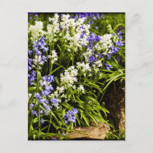 Bluebells Briefkaart