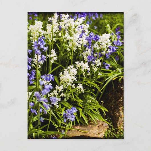 Bluebells Briefkaart (Voorkant)