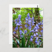 BLUEBELLS ~ Briefkaart (Voorkant / Achterkant)