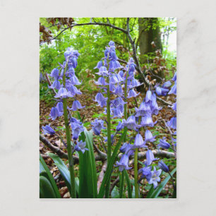 BLUEBELLS ~ Briefkaart