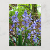 BLUEBELLS ~ Briefkaart (Voorkant)