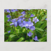 BLUEBELLS~ Briefkaart # 2 (Voorkant)