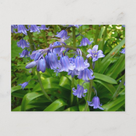 BLUEBELLS~ Briefkaart # 2 (Voorkant)