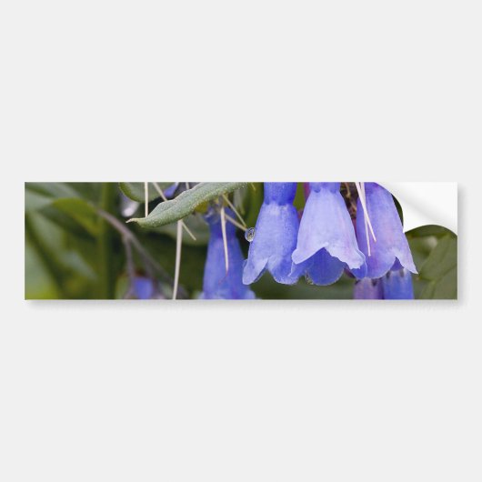 Bluebells Bumpersticker (Voorkant)