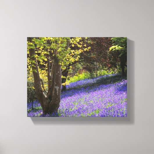 Bluebells Canvas Afdruk (Voorkant)