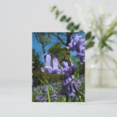 Bluebells, Essex, Engeland - Briefkaart (Staand voorkant)