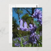 Bluebells, Essex, Engeland - Briefkaart (Voorkant / Achterkant)